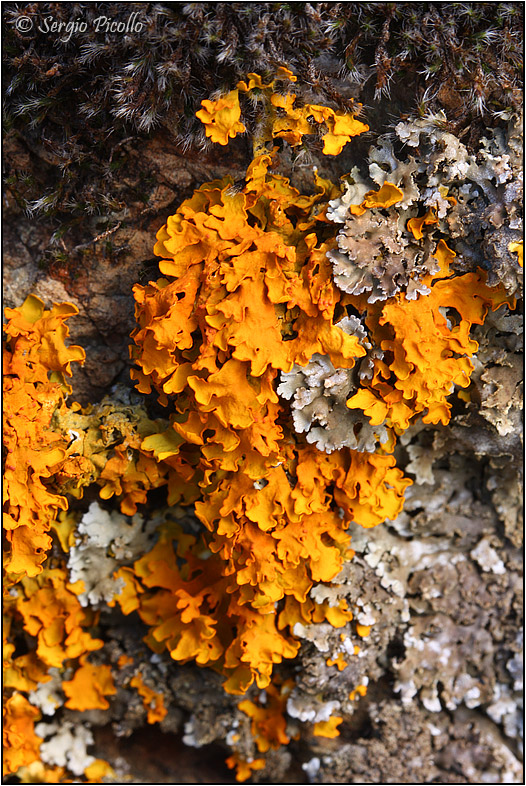 Xanthoria aureola ?